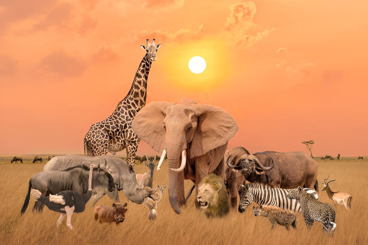 Big Five Adventure